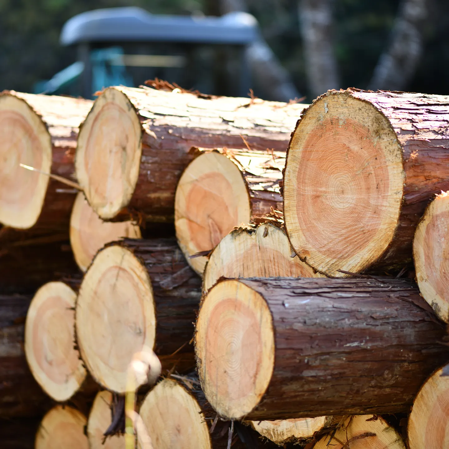 量が取れない木、手に入りにくい木には理由があります。